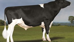 Atlantis leads proven sires as UK daughters start milking 